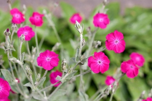 Lychnis coronaria plants - lychnis,