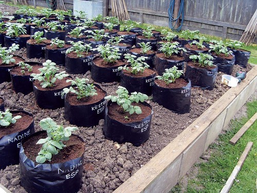 Pack polypots polythene - pack, of