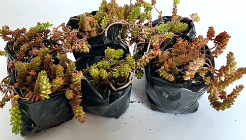 Rooted sedum succulent - 6,
